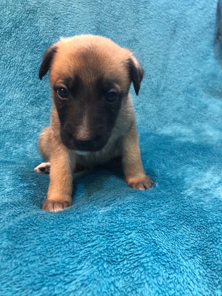 whippet puppies gumtree